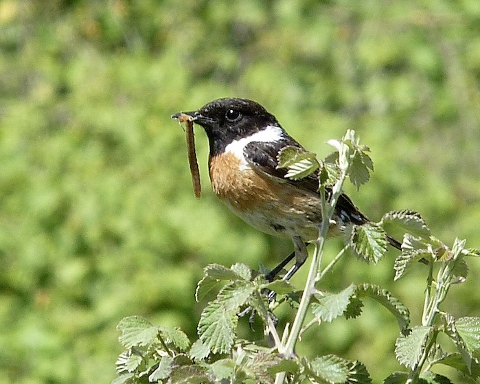 stonechat